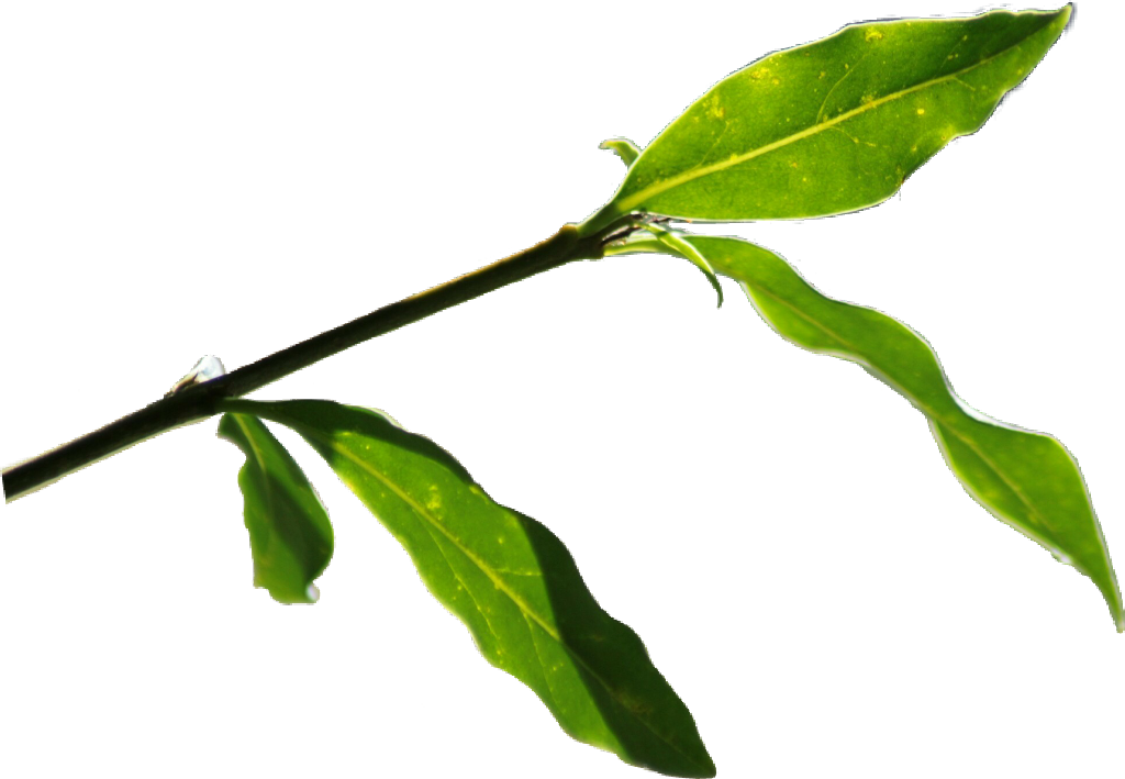 Report Abuse - Twig (1024x709), Png Download