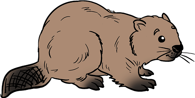 How To Draw Beaver - Beaver Drawing Steps (680x678), Png Download
