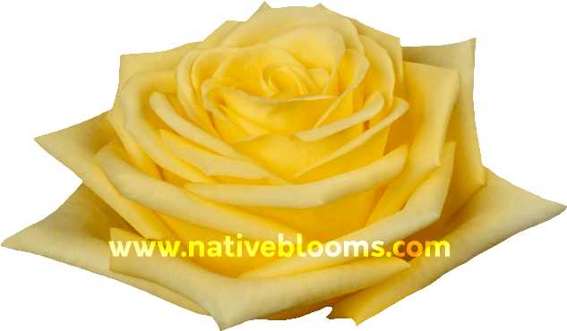 Yellow Roses - Garden Roses (666x696), Png Download