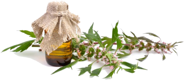 Mountain Rose Herbs Organic Motherwort - Leonurus (600x600), Png Download