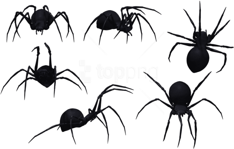 Free Png Download Spider Clipart Png Photo Png Images - Black Spiders Png (850x531), Png Download