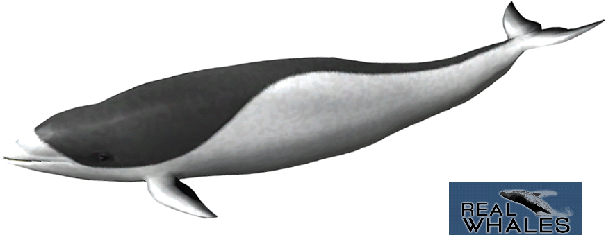 979 X 597 1 - Harbour Porpoise (979x597), Png Download