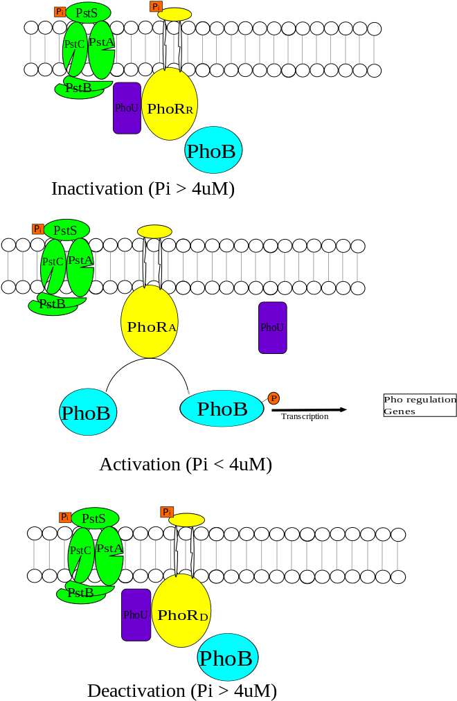 Pho Regulon Summary - Pho Regulon (744x1052), Png Download