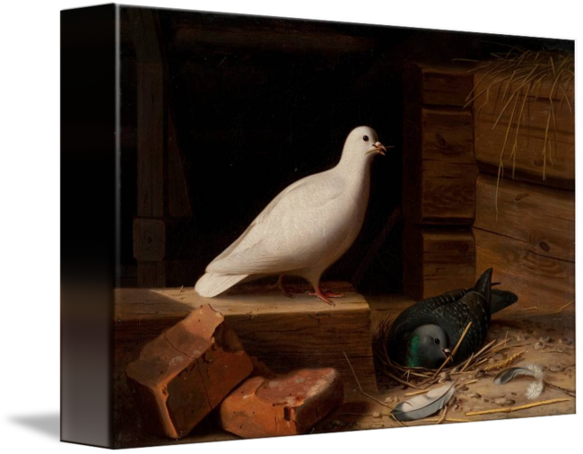 Paloma Blanca Png - Rock Dove (650x506), Png Download