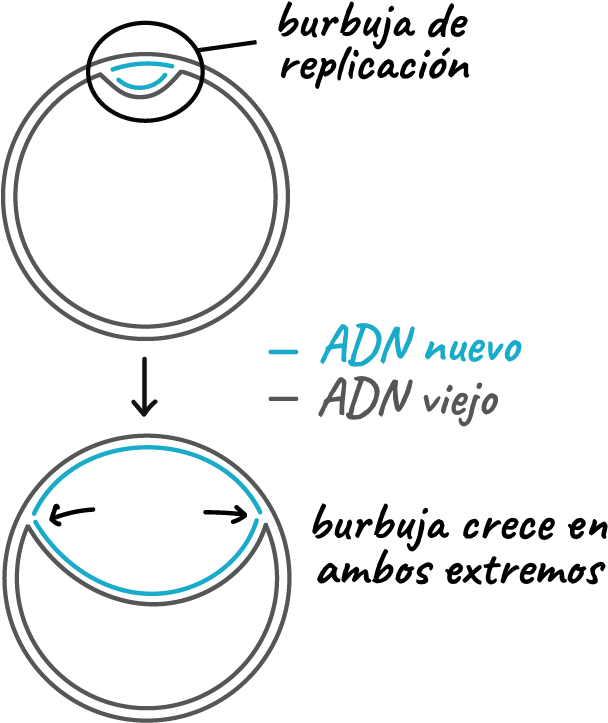 El Adn De Doble Cadena Del Cromosoma Circular Bacteriano - Circle (833x758), Png Download