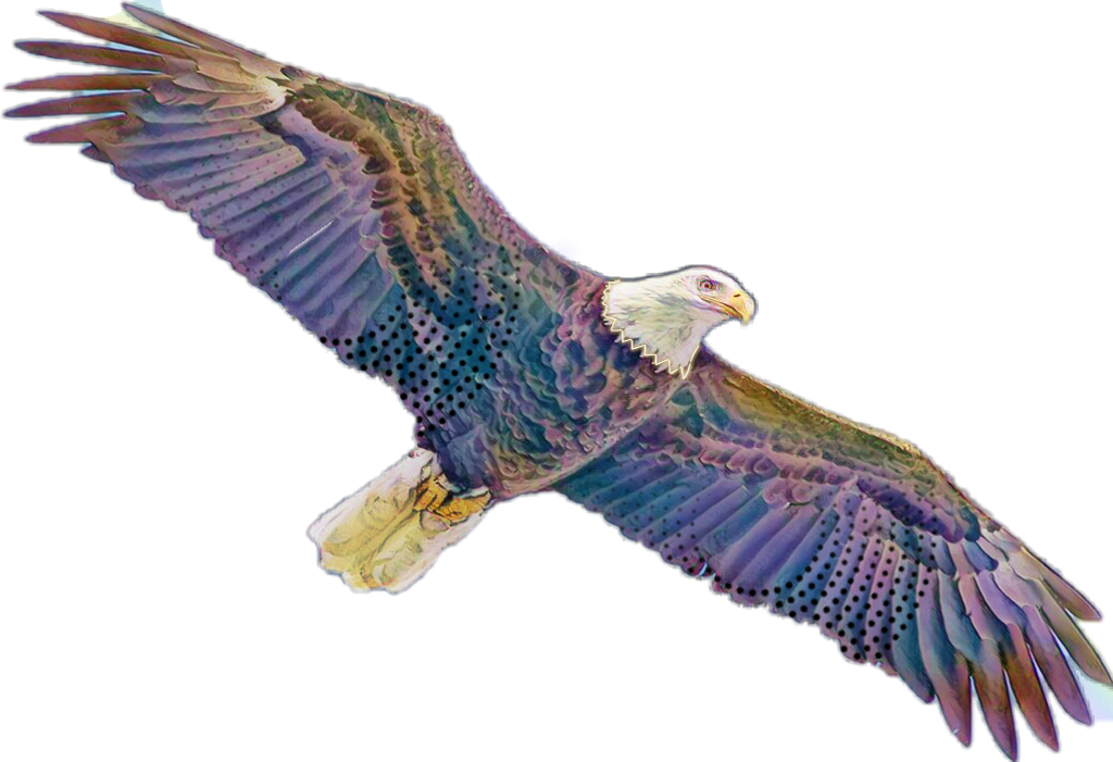 Aguila Sticker - Red-tailed Hawk (1024x701), Png Download