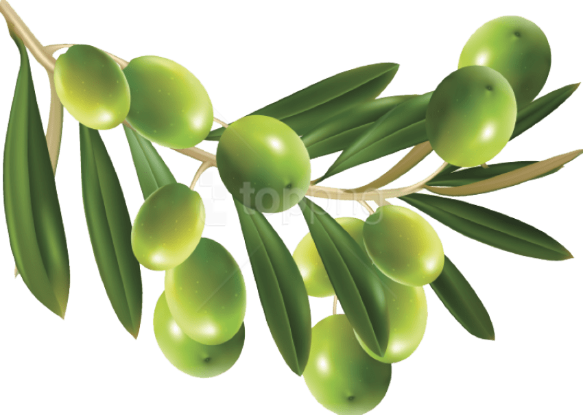 Free Png Download Olive Png Images Background Png Images - Olives Vector (850x605), Png Download