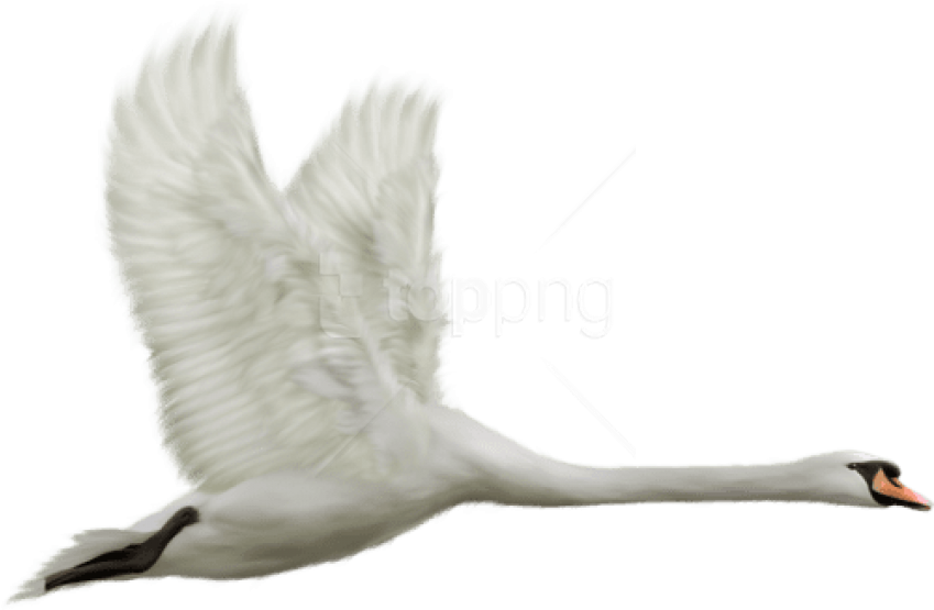 Free Png White Swan In Flight Png Images Transparent - Transparent Swan Png (850x561), Png Download