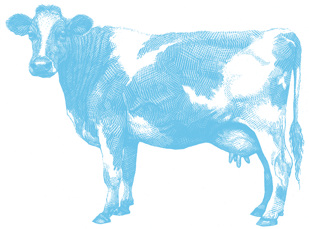 Cow - Aunt Jeans Co Nz (1000x751), Png Download