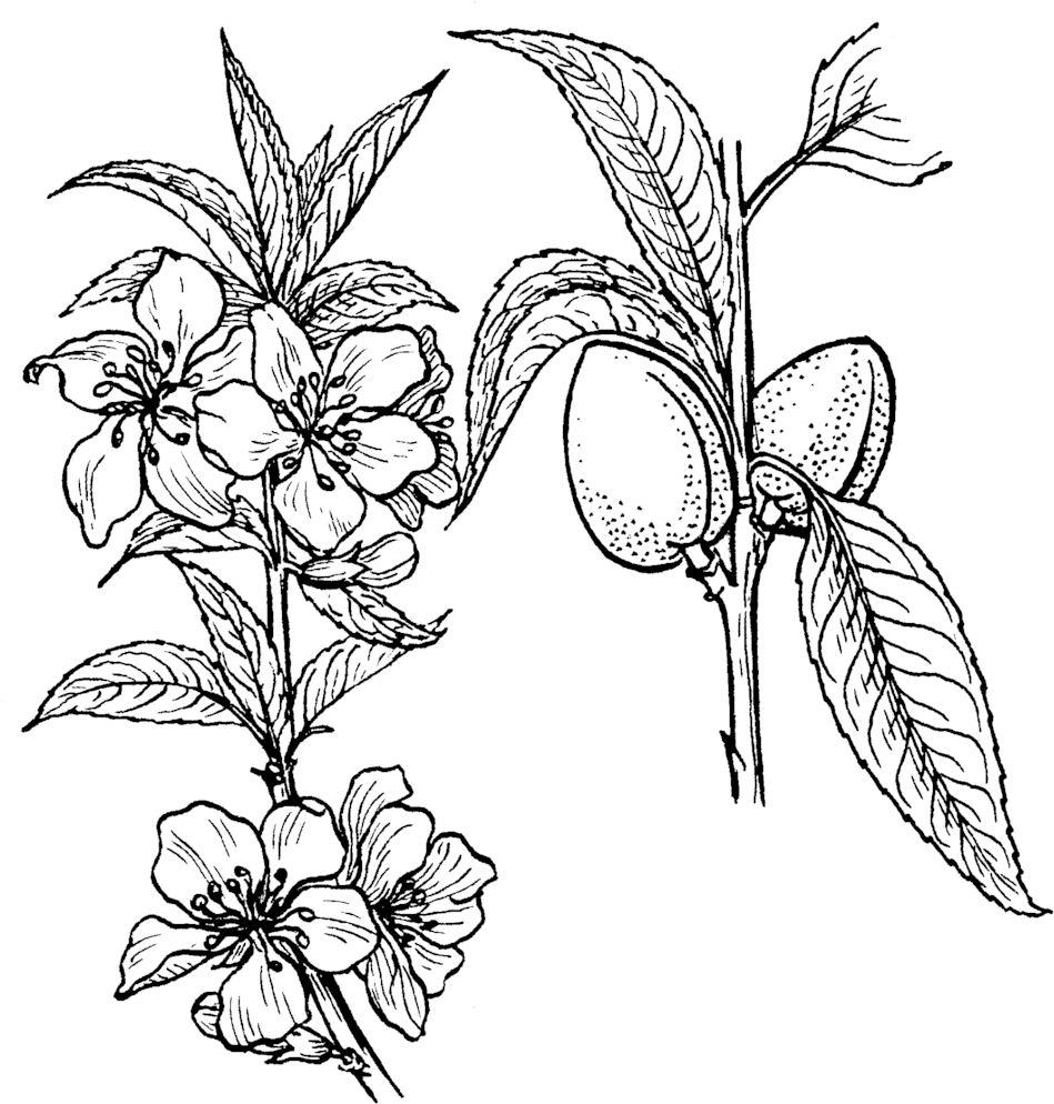 1006 X 1063 6 - Almond Plant Drawing (1006x1063), Png Download