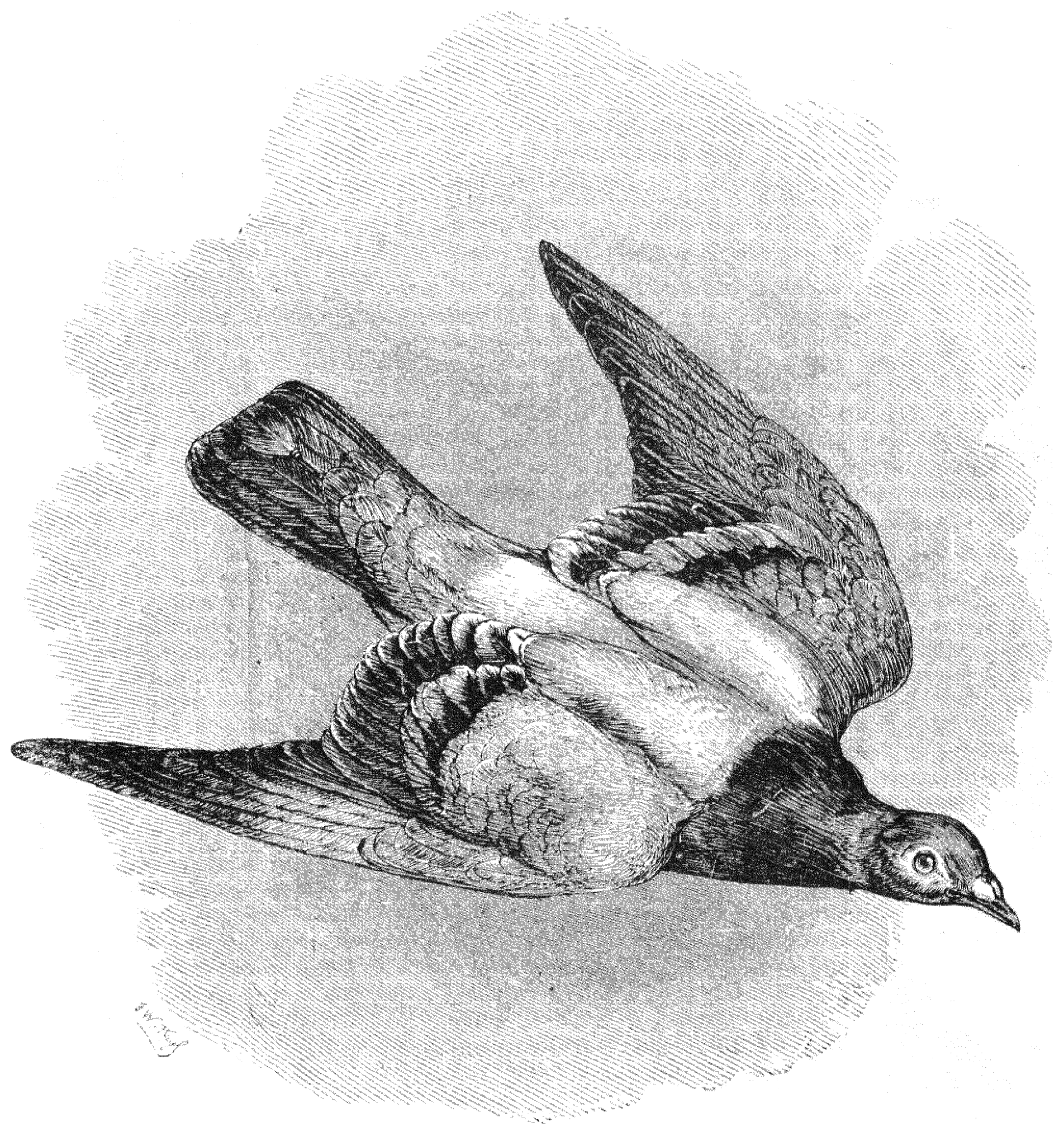 File - La Nature - 1874 - S1 - P069 - Le Pigeon Voyageur - Sketch (1904x2022), Png Download