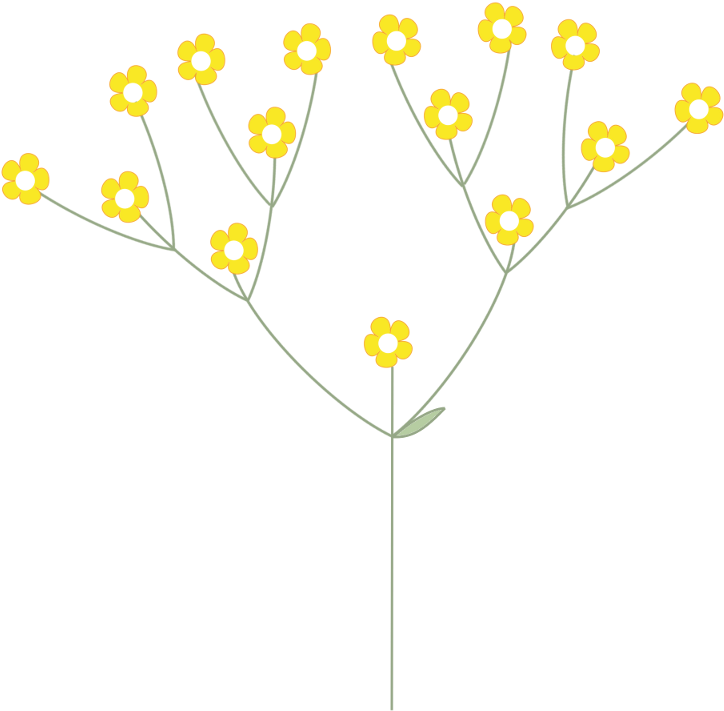 Dichasium, Bougainvillea Dichasium - Illustration (800x800), Png Download