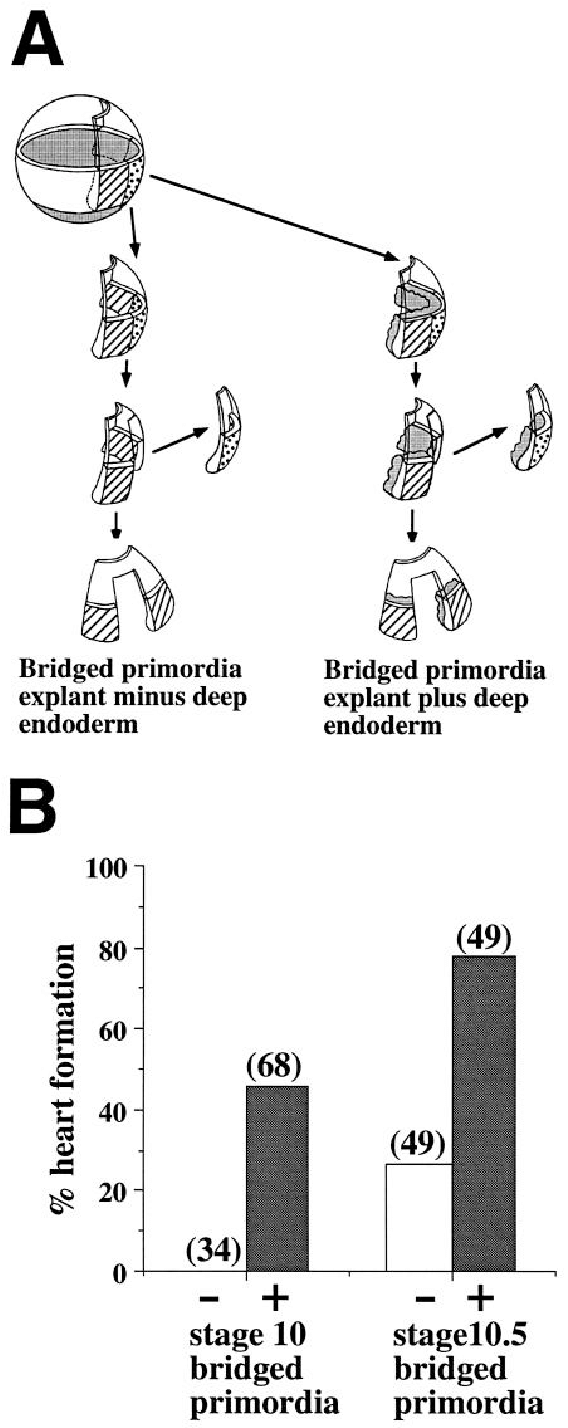 The Deep Endoderm Can Induce Beating Heart In The Absence - Diagram (751x1433), Png Download