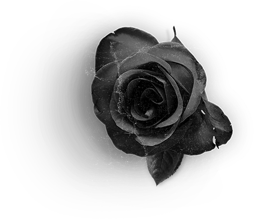 Rose2 - Floribunda (867x732), Png Download