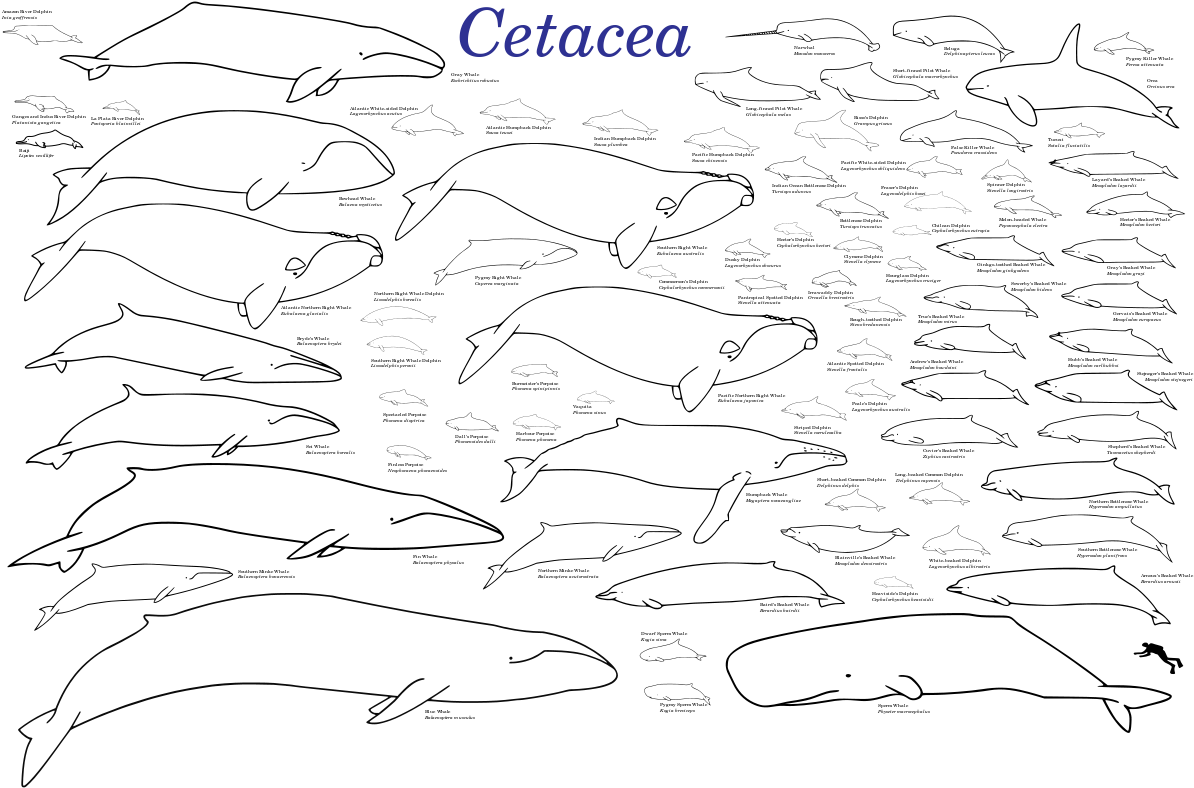 Cetaceans (1200x793), Png Download