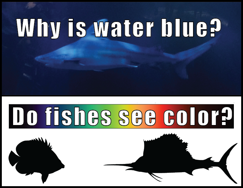 Why Is Water Blue Fishes See Color - Great White Shark (798x618), Png Download