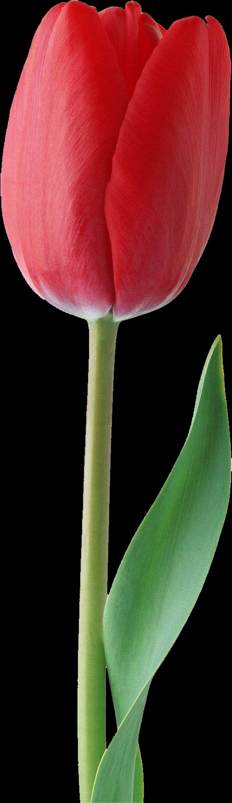 Tulip, Free Pngs - Sprenger's Tulip (464x1600), Png Download