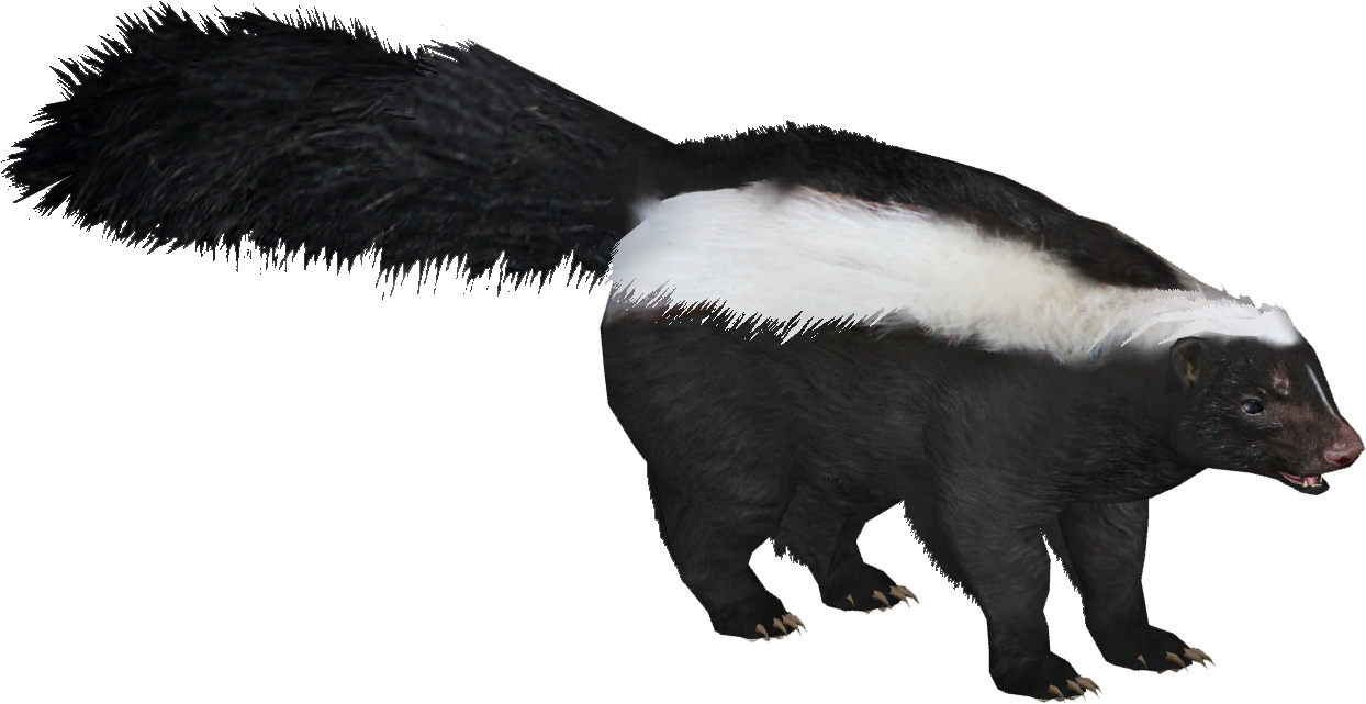 Striped Skunk (1243x1243), Png Download