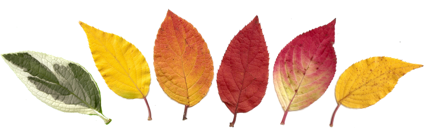 Frise Feuilles Hortensia Automne - Autumn (1412x426), Png Download
