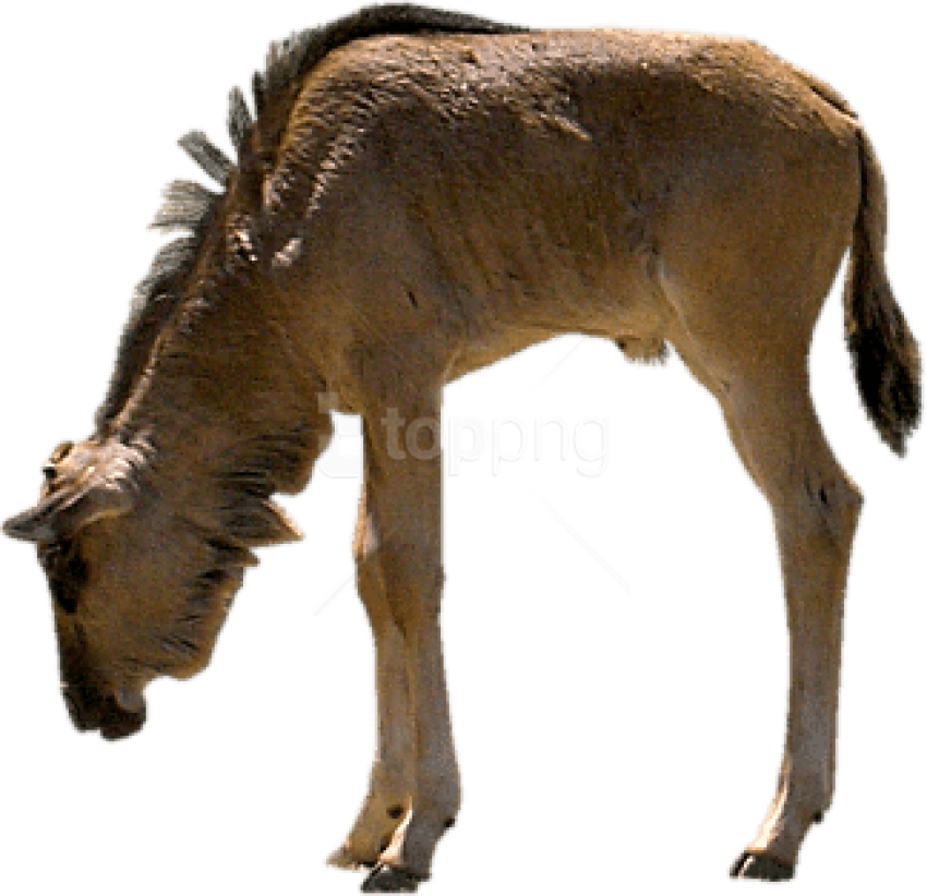 Free Png Download Gnu Eating Png Images Background - Gnu Png (850x822), Png Download