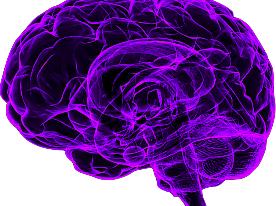 Mindfulness Meditation Made Simple - Purple Brain Transparent (904x675), Png Download