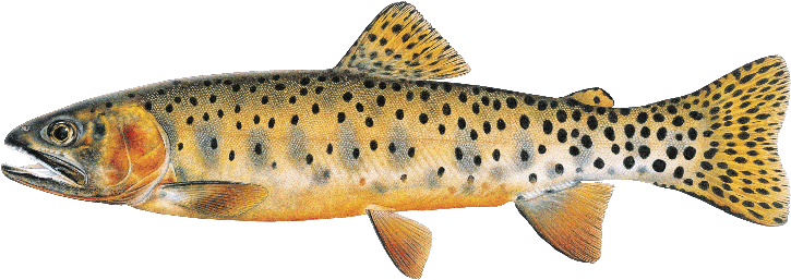 Fish Of Flaming Gorge - Types Of Cutthroat Trout In Wyoming (800x400), Png Download