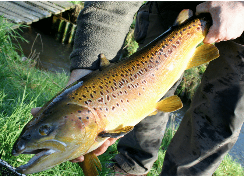 New Forest Smokery & Trout Farm - Brown Trout (800x800), Png Download