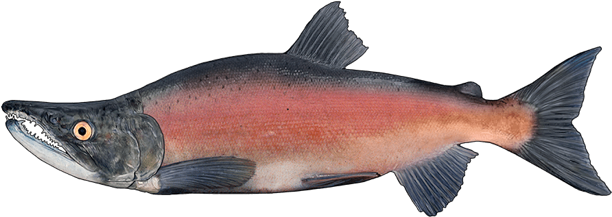 Http - //www - Fishbuoy - Com/images/images/fish Species - Sockeye Salmon (1000x356), Png Download