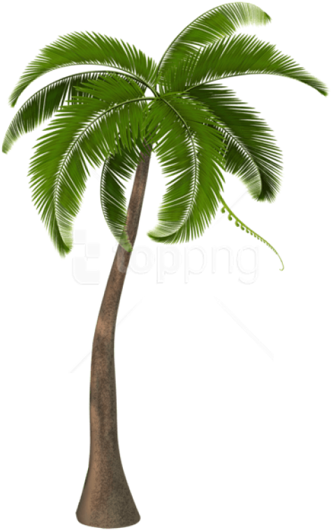Free Png Download Beautiful Palm Tree Png Images Background - Coconut Tree Hd Png (480x768), Png Download