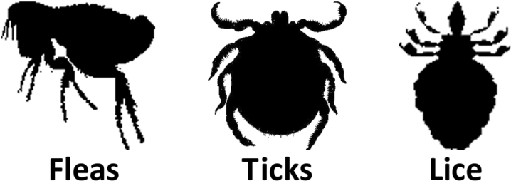 Flea Transparent Images Png - Tick Silhouette (800x400), Png Download