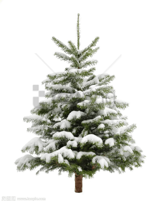Free Png Pine Tree Png Image With Transparent Background - Christmas Tree Snow Transparent Background (480x654), Png Download