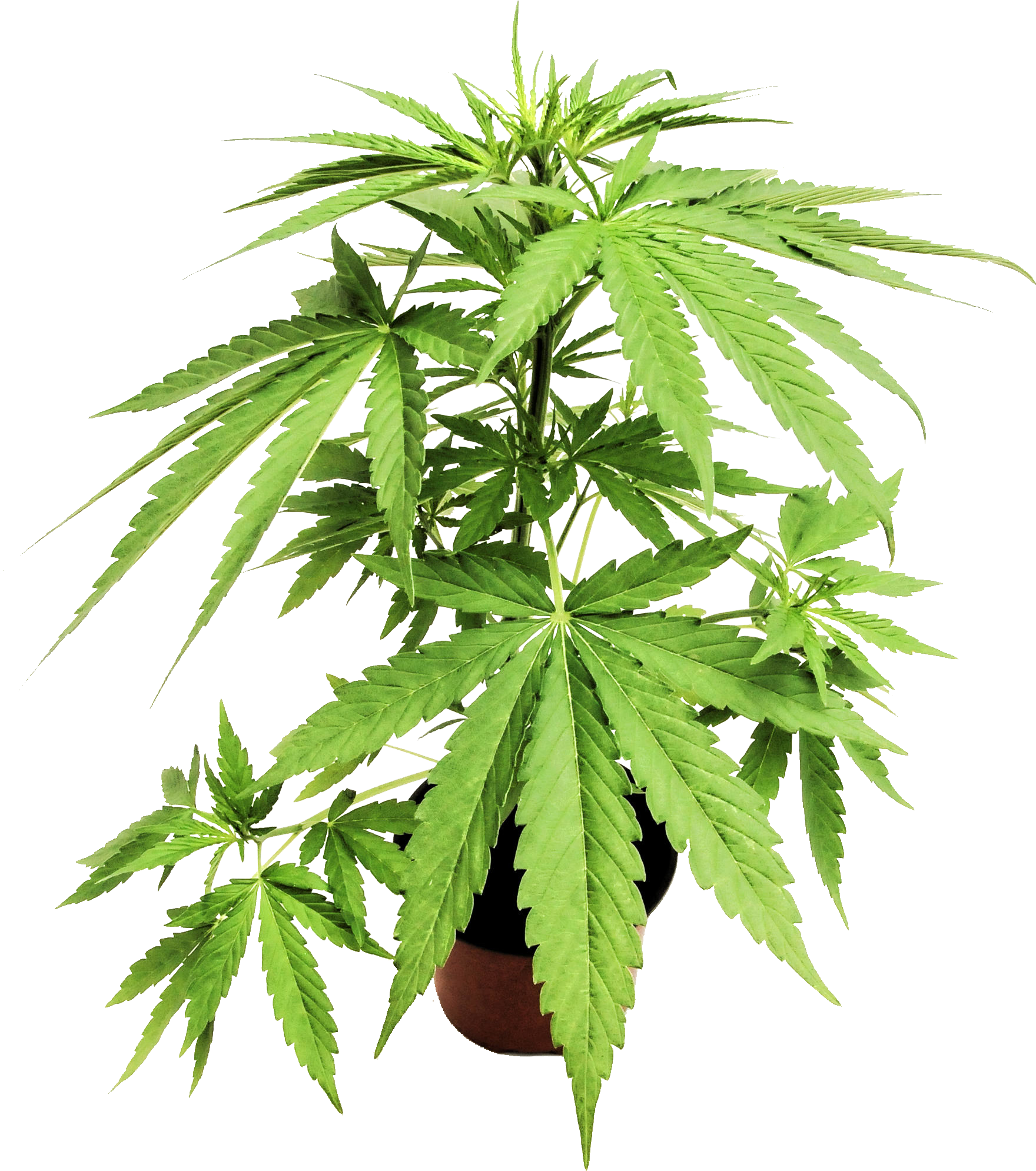 Connections - Cannabis (1760x1990), Png Download