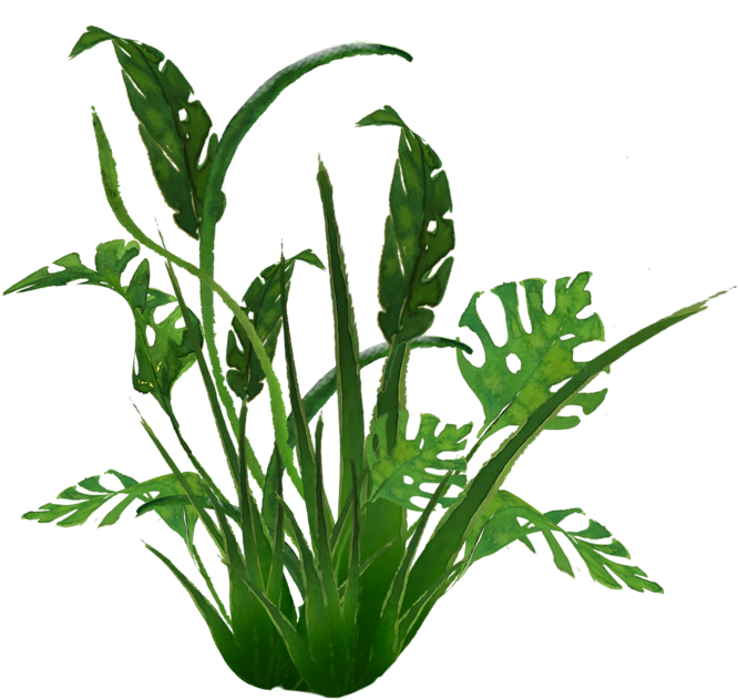 938 Jungle Plants 01 By Tigers Stock A - Transparent Jungle Plants (800x642), Png Download