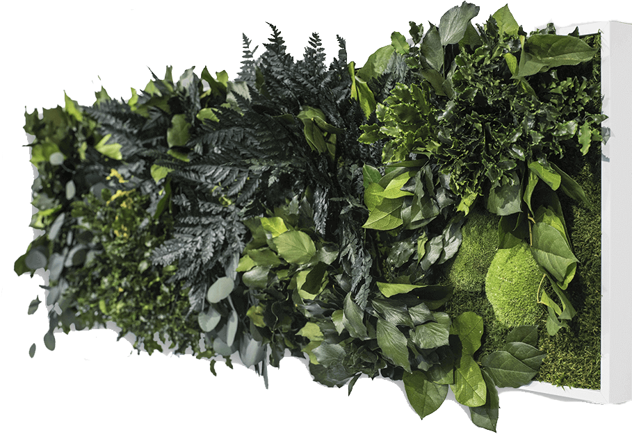 Jungle Image - Houseplant (1000x679), Png Download