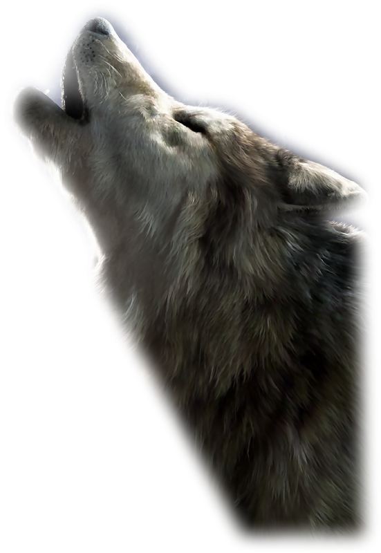 Photo Sorensen Designsmistsept165-10 - Wolfdog (551x800), Png Download