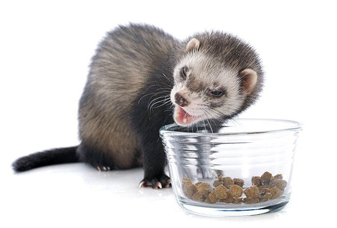 Commercial Ferret Food - Good Ferrets (686x465), Png Download