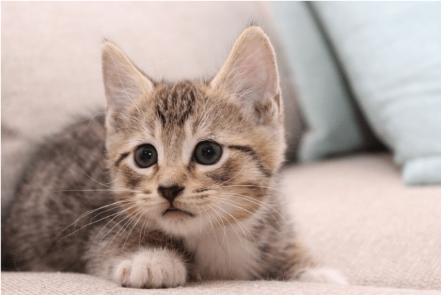 Photo Of Snickers Nk2855 - Domestic Short-haired Cat (638x638), Png Download