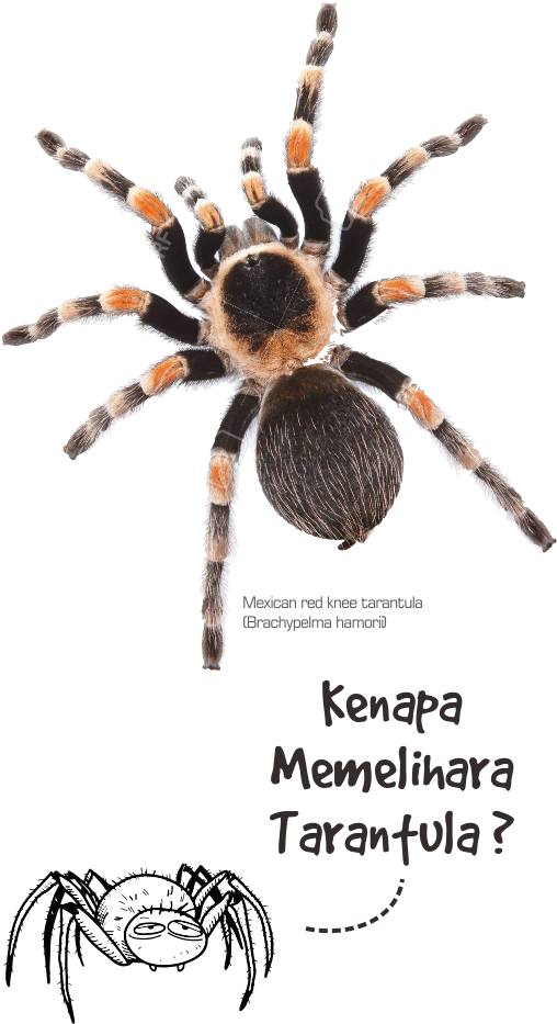 1 - Cómo Dibujar Una Tarántula (507x1016), Png Download