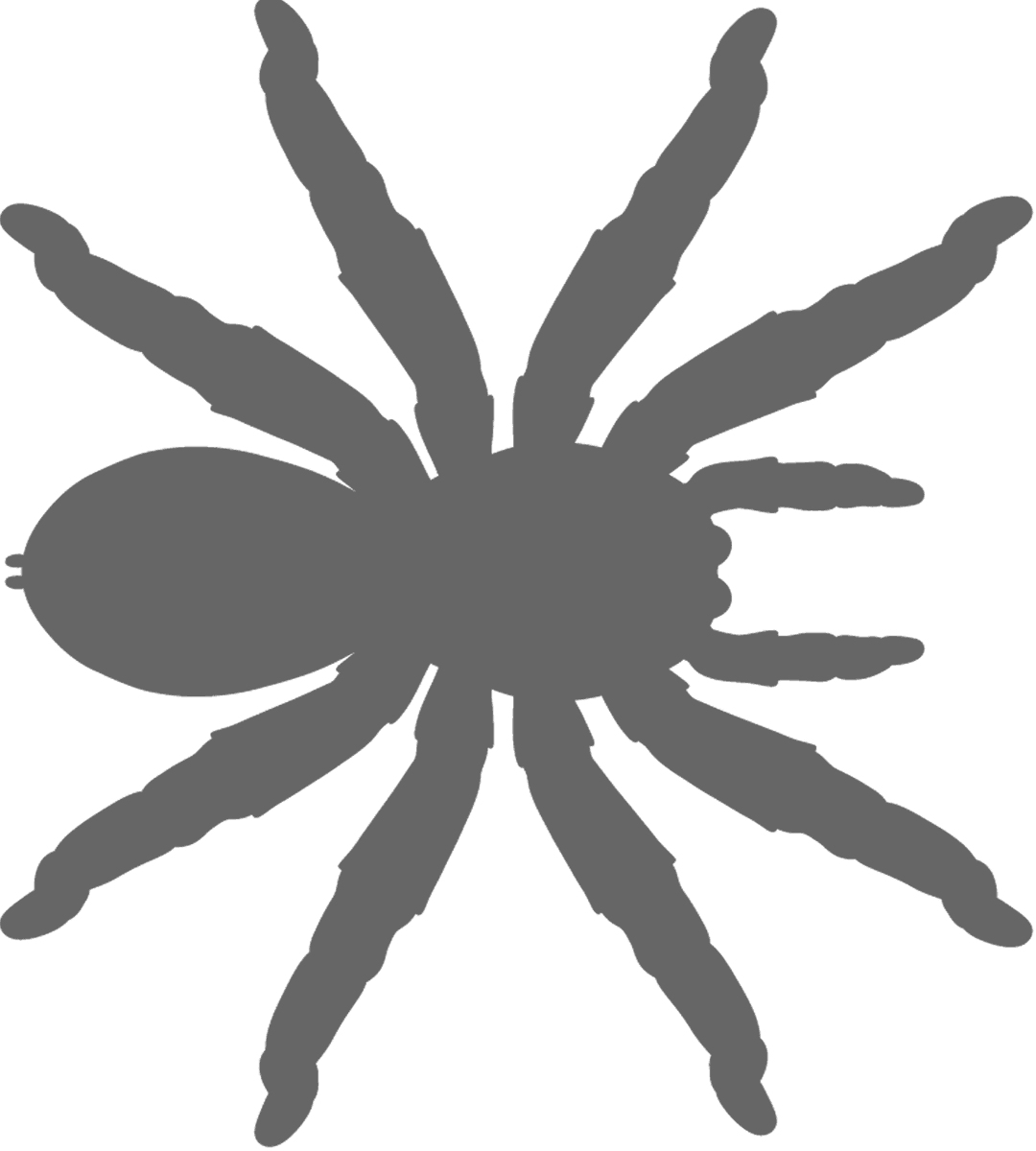 Tarantula (1080x1200), Png Download
