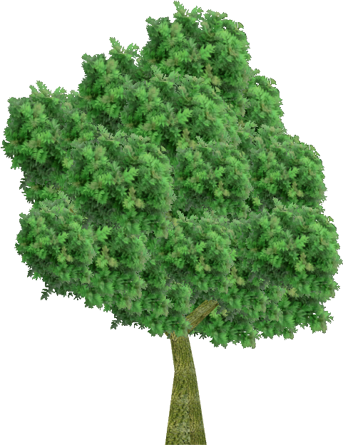 European Ash - Кусты Без Фона (623x623), Png Download