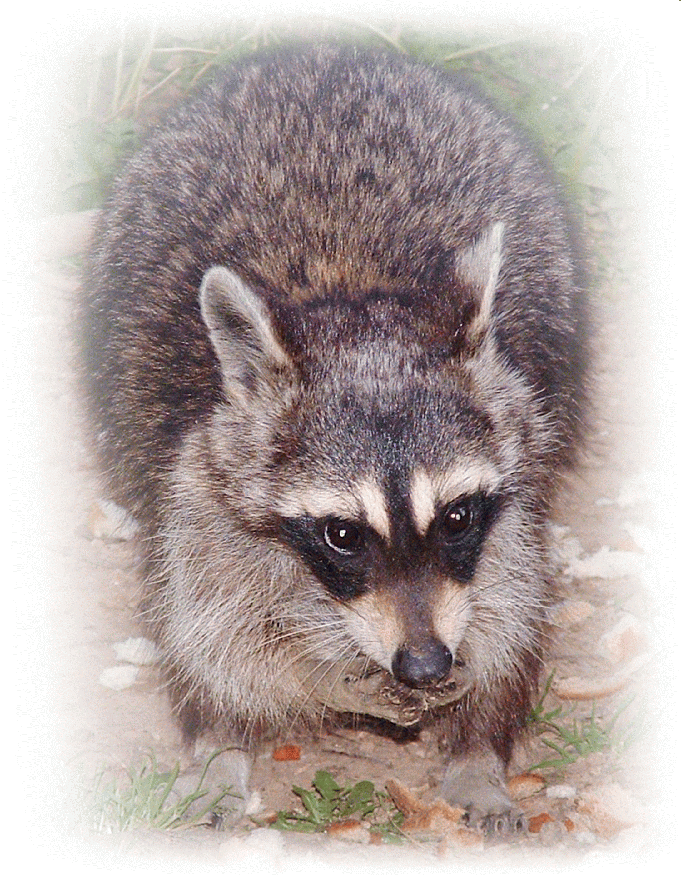 Ricky Raccoon Digital Art - Procyon (2187x2813), Png Download