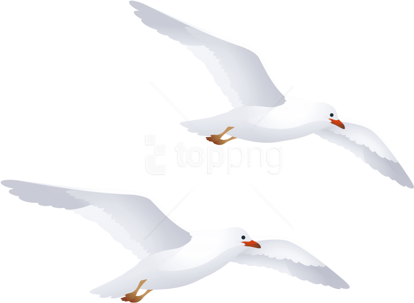 Best Seagulls Png - White Seagull Silhouette Png (850x652), Png Download