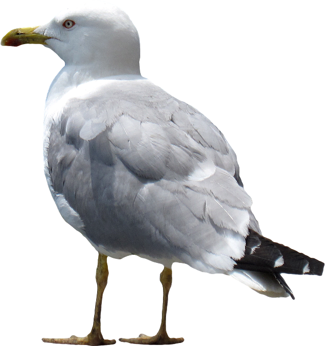 Gull Png - European Herring Gull (650x692), Png Download