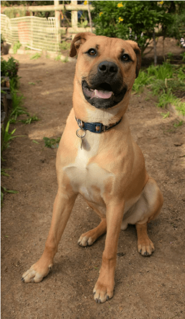 Photo Of Budweiser - Companion Dog (638x638), Png Download