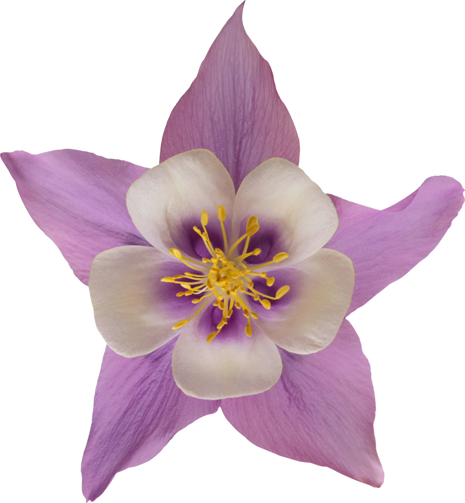 Download Flor Png File Png - Flores En Png Y Mas PNG Image with No  Background - PNGkey.com