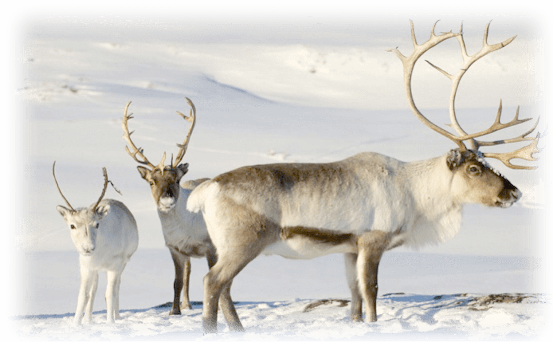 Caribou Reindeer (1800x1113), Png Download