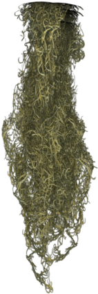 Spanish Moss Png - Spanish Moss Texture (500x500), Png Download