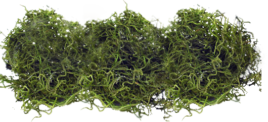 Spanish Moss Png - Moss (530x242), Png Download