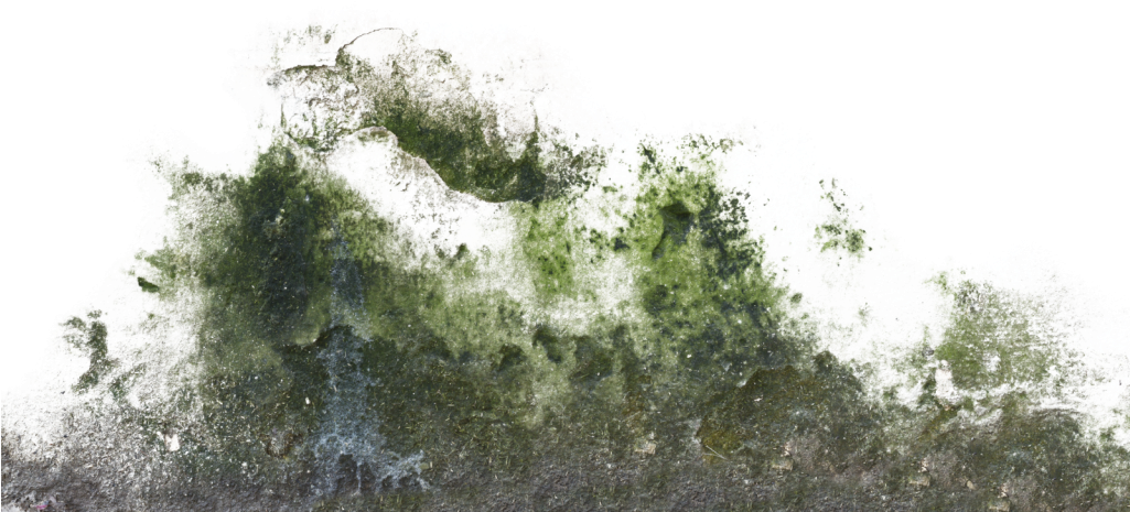 Green Wall Texture Moss Png Png Download Original Siz - vrogue.co