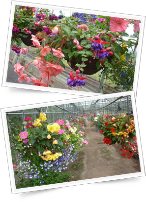 Hanging Baskets - Rosa Glauca (297x409), Png Download